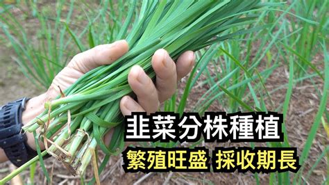 韭菜種植日照